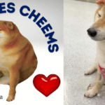 Cheems, el perrito de los memes es hospitalizado de urgencia por pancreatitis